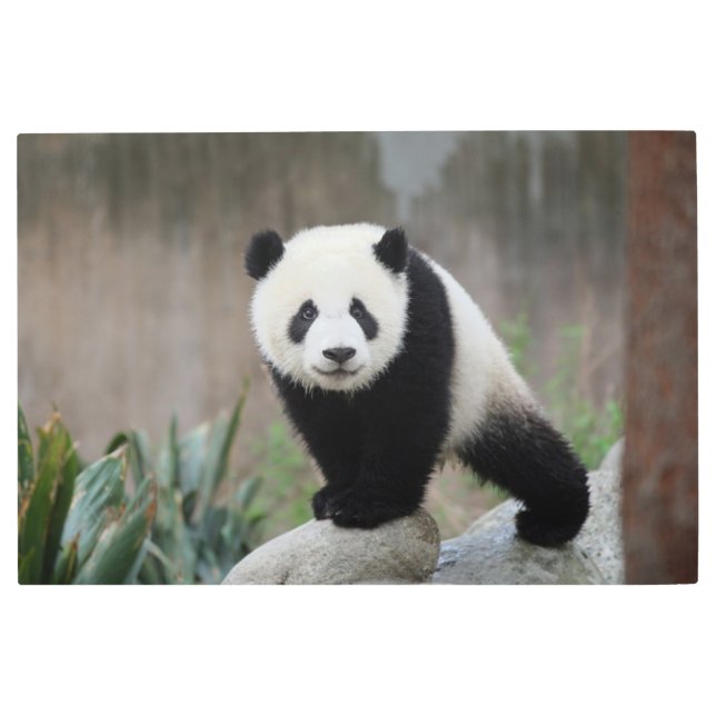 Impresión En Metal Cutest Baby Animals | Giant Panda Baby (Anverso)