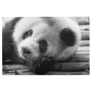 Impresión En Metal Cutest Baby Animals   Giant Panda Bear Cub