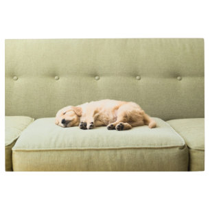 Impresión En Metal Cutest Baby Animals   Golden Retriever Puppy 2