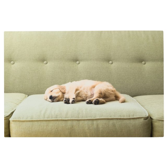 Impresión En Metal Cutest Baby Animals | Golden Retriever Puppy 2 (Anverso)