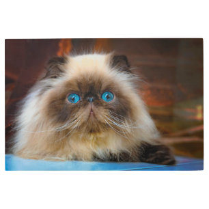 Impresión En Metal Cutest Baby Animals   Himalayan Cat