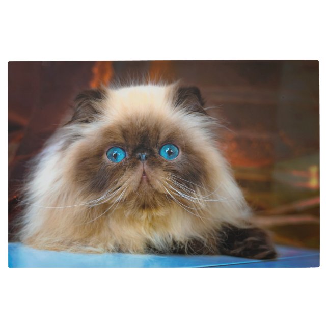 Impresión En Metal Cutest Baby Animals | Himalayan Cat (Anverso)