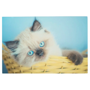 Impresión En Metal Cutest Baby Animals   Himalayan Seal Point Cat
