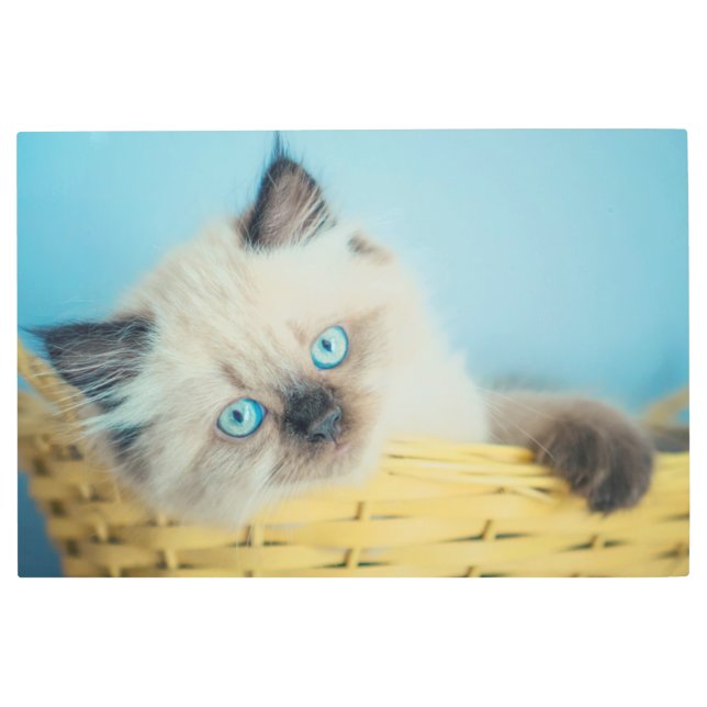 Impresión En Metal Cutest Baby Animals | Himalayan Seal Point Cat (Anverso)