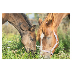 Impresión En Metal Cutest Baby Animals   Horse Colt