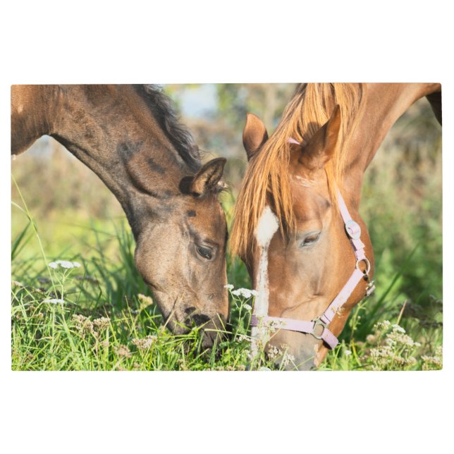 Impresión En Metal Cutest Baby Animals | Horse Colt (Anverso)