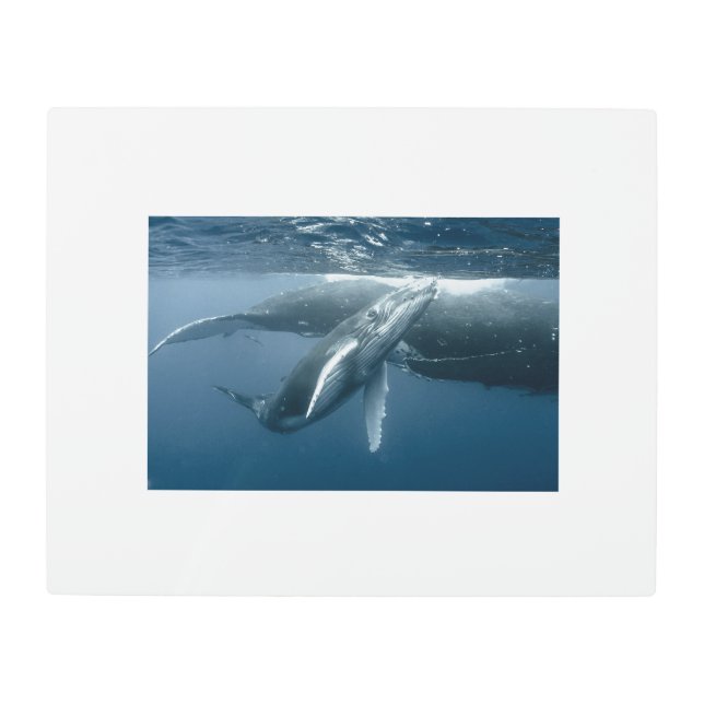 Impresión En Metal Cutest Baby Animals | Humpback Whale Calf (Anverso)