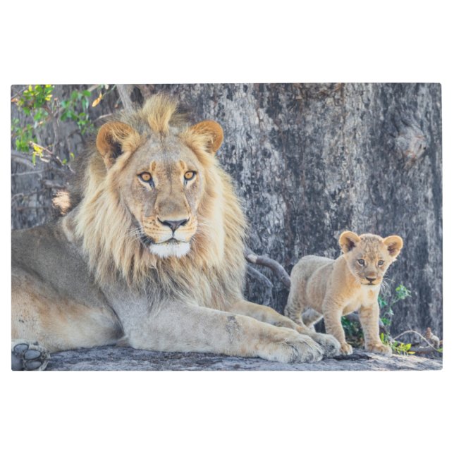Impresión En Metal Cutest Baby Animals | Lion Dad & Cub (Anverso)