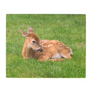 Impresión En Metal Cutest Baby Animals   Little Fawn