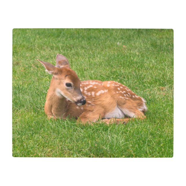 Impresión En Metal Cutest Baby Animals | Little Fawn (Anverso)