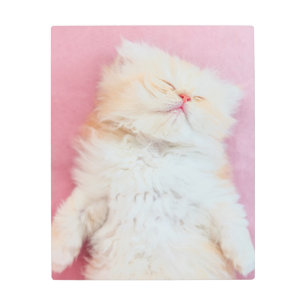 Impresión En Metal Cutest Baby Animals   Lovely Kitten Sleeping