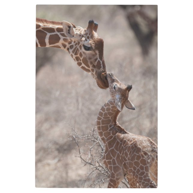 Impresión En Metal Cutest Baby Animals | Mother and Baby Giraffe (Anverso)