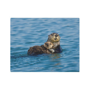 Impresión En Metal Cutest Baby Animals   Mother & Baby Sea Otter