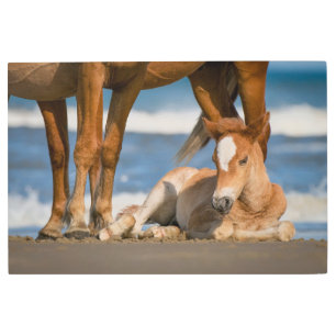 Impresión En Metal Cutest Baby Animals Newborn Corolla Wild Horse