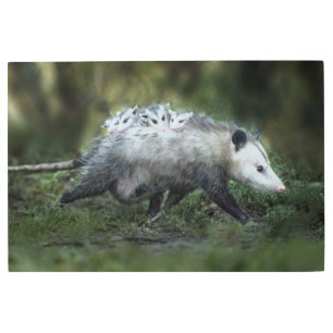 Impresión En Metal Cutest Baby Animals   Opossum Mom & Kids