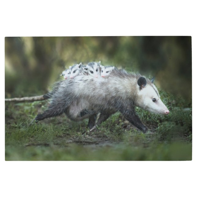 Impresión En Metal Cutest Baby Animals | Opossum Mom & Kids (Anverso)