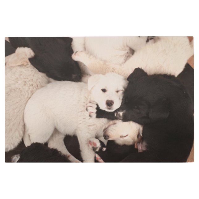Impresión En Metal Cutest Baby Animals | Pile of Puppies (Anverso)