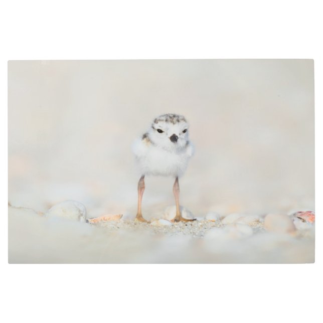 Impresión En Metal Cutest Baby Animals | Piping Plover Chick (Anverso)