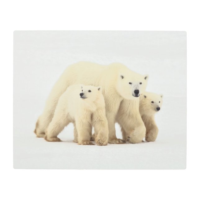 Impresión En Metal Cutest Baby Animals | Polar Bear Family (Anverso)