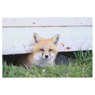 Impresión En Metal Cutest Baby Animals   Red Fox Kit Peeking