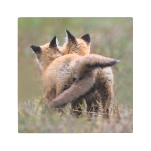 Impresión En Metal Cutest Baby Animals   Red Fox Kits Locking Tails