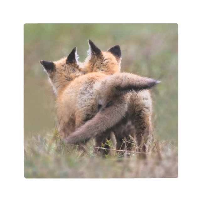 Impresión En Metal Cutest Baby Animals | Red Fox Kits Locking Tails (Anverso)