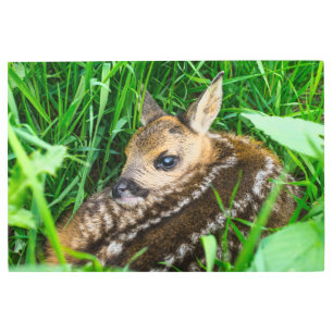 Impresión En Metal Cutest Baby Animals   Roe Deer Baby