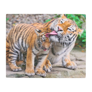 Impresión En Metal Cutest Baby Animals   Siberian Tiger Family
