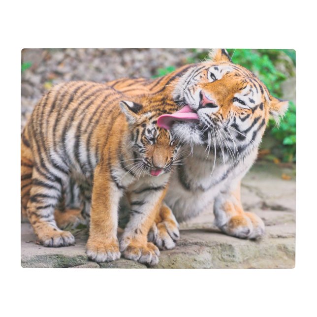Impresión En Metal Cutest Baby Animals | Siberian Tiger Family (Anverso)