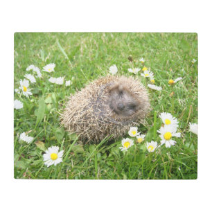Impresión En Metal Cutest Baby Animals Spanish Hedgehog