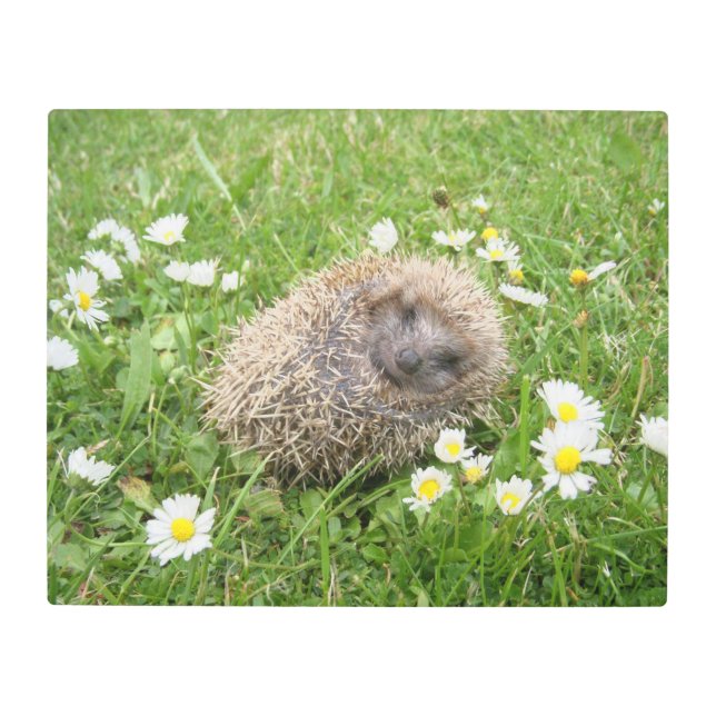Impresión En Metal Cutest Baby Animals | Spanish Hedgehog (Anverso)