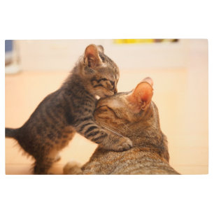 Impresión En Metal Cutest Baby Animals   Tabby Kitten Kiss