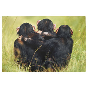 Impresión En Metal Cutest Baby Animals   Three Chimpanzees Hugging