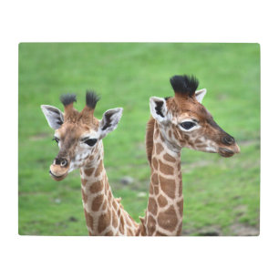Impresión En Metal Cutest Baby Animals Two Baby Giraffes