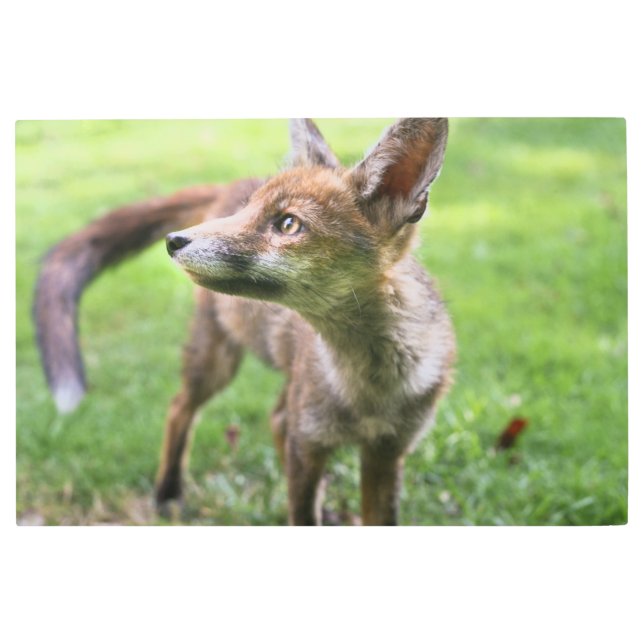 Impresión En Metal Cutest Baby Animals | Urban Fox (Anverso)