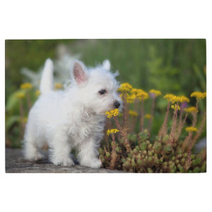 Impresión En Metal Cutest Baby Animals   West Highland White Terrier