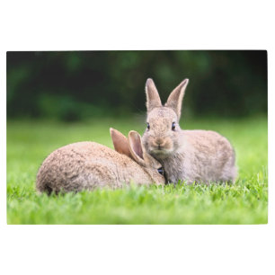 Impresión En Metal Cutest Baby Animals   Wild Bunny Rabbits