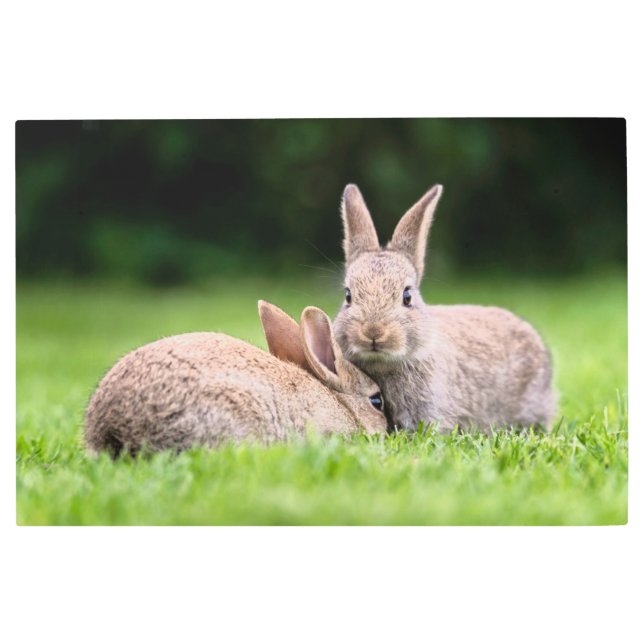 Impresión En Metal Cutest Baby Animals | Wild Bunny Rabbits (Anverso)
