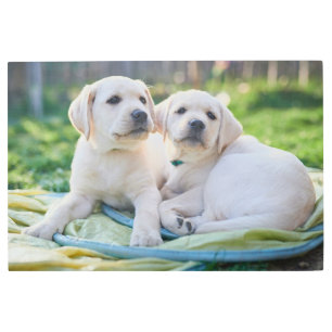Impresión En Metal Cutest Baby Animals   Yellow Labrador Retrievers