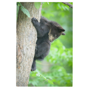 Impresión En Metal Cutest Baby Animals   Young Black Bear Cub