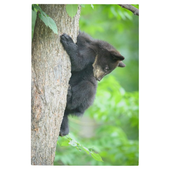 Impresión En Metal Cutest Baby Animals | Young Black Bear Cub (Anverso)