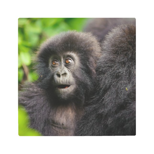 Impresión En Metal Cutest Baby Animals | Young Mountain Gorilla (Anverso)