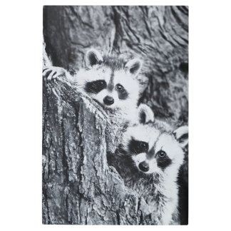 Impresión En Metal Cutest raccoon behind tree 
