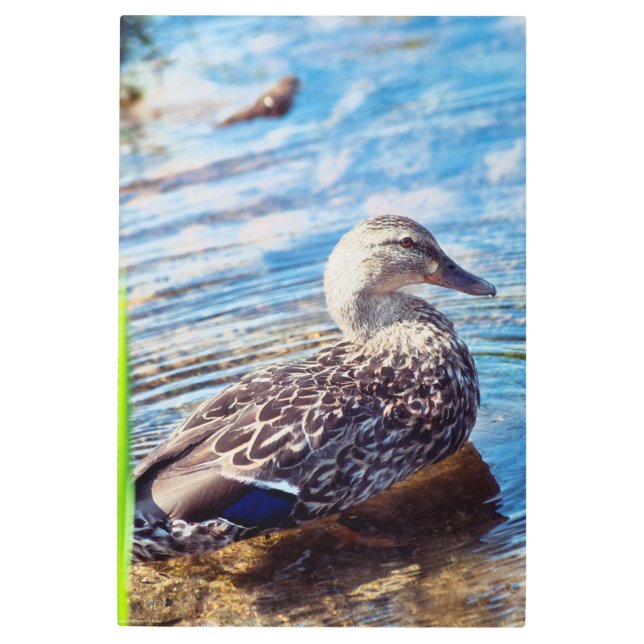 Impresión En Metal Dabbling Ripples (Anverso)