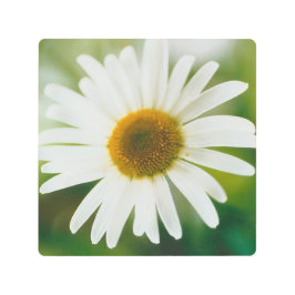 Impresión En Metal Daisy de Oxeye blanco - Leucanthemum vulgare
