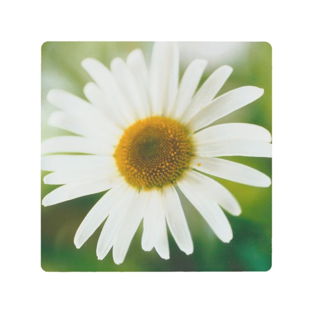 Impresión En Metal Daisy de Oxeye blanco - Leucanthemum vulgare (Anverso)