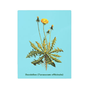 Impresión En Metal Dandelion