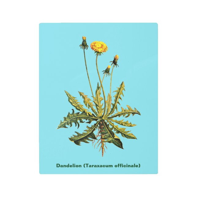 Impresión En Metal Dandelion (Anverso)
