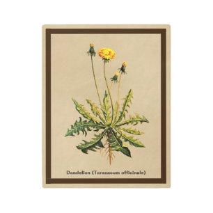 Impresión En Metal Dandelion Sobre Papel Antiguo