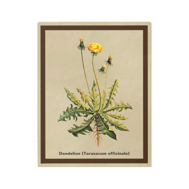 Impresión En Metal Dandelion Sobre Papel Antiguo (Anverso)